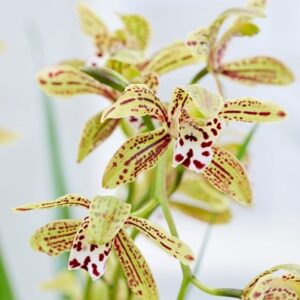 Cymbidium erythraeum