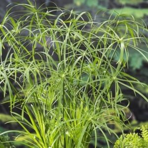 Cyperus alternifolius