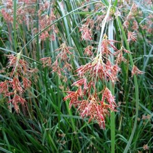 Cyperus longus