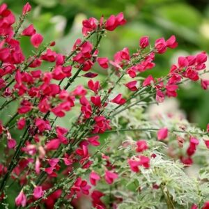 Cytisus × boskoopii Boskoop Ruby