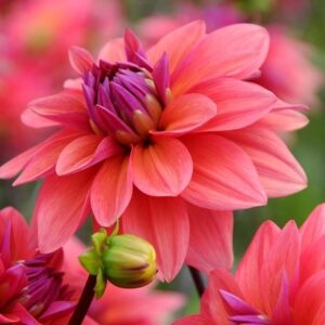 Dahlia American Dawn