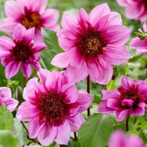 Dahlia Bayou (PBR)