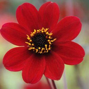 Dahlia Bishop of Auckland (PBR)