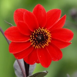 Dahlia Bishop of Llandaff