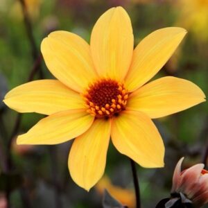 Dahlia Bishop of York