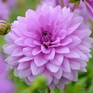 Dahlia Blue Boy