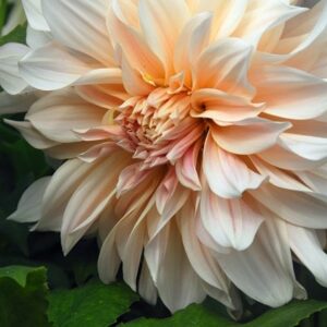 Dahlia Cafe au Lait
