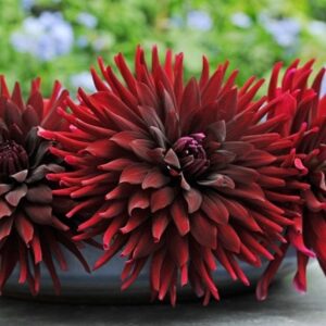 Dahlia Chat Noir