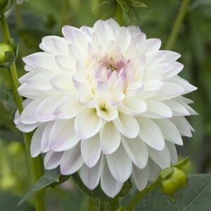 Dahlia Eveline