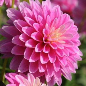 Dahlia Gallery Rembrandt (PBR) (Gallery Series)
