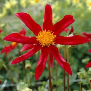Dahlia Honka Vino