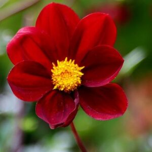 Dahlia Mexican Star