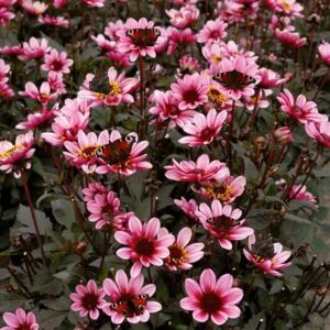 Dahlia Pretty Woman ('Vdtg43') (PBR) (Dark Angel Series)