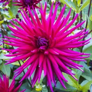 Dahlia Purple Gem