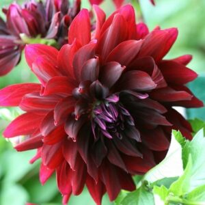 Dahlia Rip City