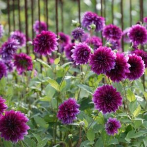 Dahlia Thomas A. Edison