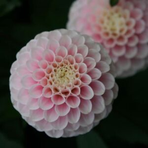 Dahlia Wizard of Oz