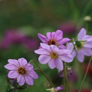 Dahlia merckii