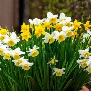 Dainty daffodil collection