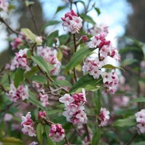 Daphne bholua Jacqueline Postill