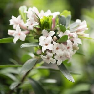 Daphne × transatlantica Eternal Fragrance ('Blafra') (PBR)