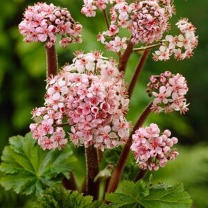 Darmera peltata