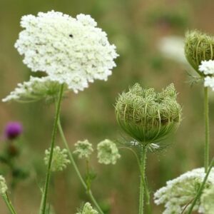 Daucus carota