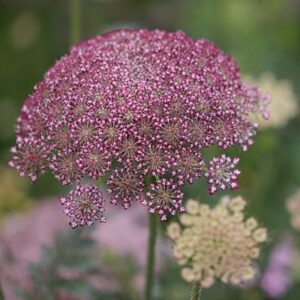 Daucus carota Dara