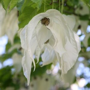 Davidia involucrata