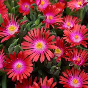Delosperma cooperi Jewel of Desert Garnet (PBR) (Jewel of Desert Series)