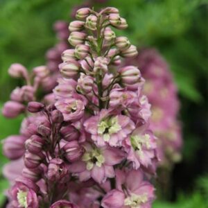 Delphinium Astolat Group