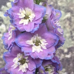 Delphinium Cameliard Group