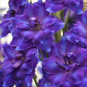 Delphinium Faust