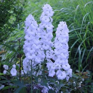 Delphinium Jill Curley