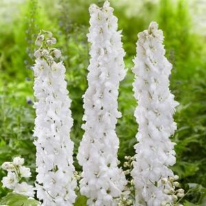 Delphinium Moonbeam