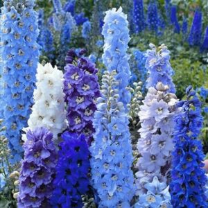 Delphinium Pacific Hybrids