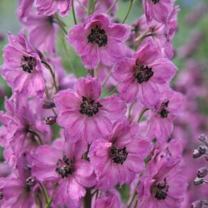 Delphinium Rosemary Brock