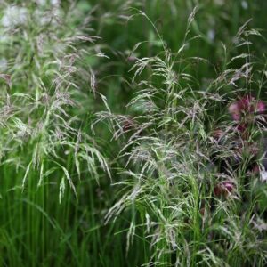 Deschampsia cespitosa