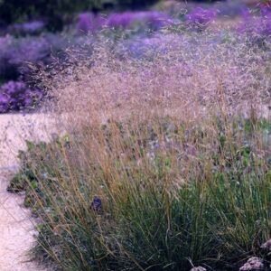 Deschampsia cespitosa Goldtau