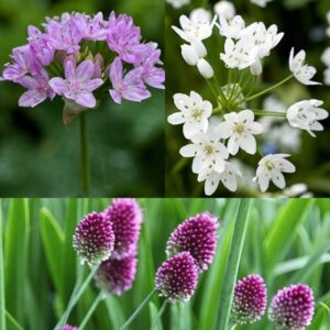 Designer allium bulb collection