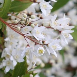 Deutzia gracilis Nikko