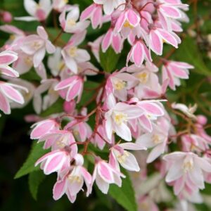 Deutzia × rosea Yuki Cherry Blossom ('Ncdx2') (PBR)