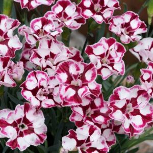 Dianthus (Allwoodii Group) Diantica Cremarena