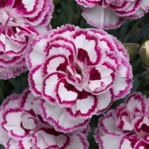 Dianthus Gran's Favourite
