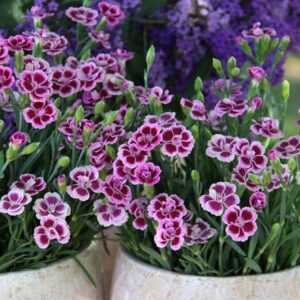 Dianthus Pink Kisses ('Kledg12163') (PBR)