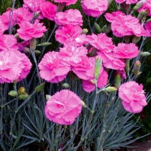 Dianthus Tickled Pink ('Devon PP 11') (Scent First Series) (PBR)