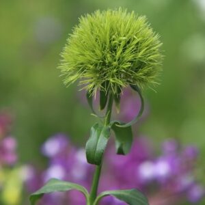 Dianthus barbatus Green Wicky (PBR)