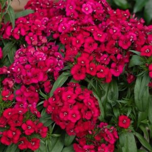 Dianthus barbatus Raspberry (Dart Series)