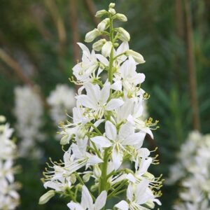 Dictamnus albus var. albus