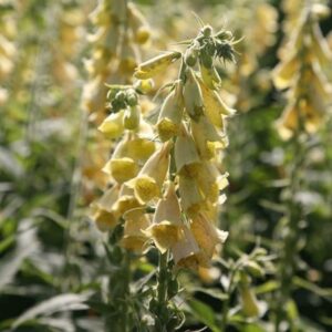 Digitalis grandiflora